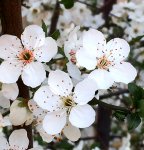 В Баку пришла весна (ФОТО)