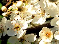 В Баку пришла весна (ФОТО)