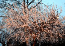 В Баку пришла весна (ФОТО)