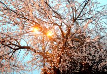 В Баку пришла весна (ФОТО)