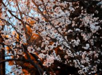 В Баку пришла весна (ФОТО)