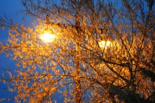 В Баку пришла весна (ФОТО)