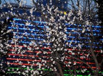 В Баку пришла весна (ФОТО)