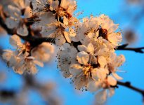 В Баку пришла весна (ФОТО)