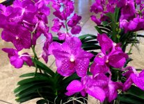 В Баку пришла весна (ФОТО)