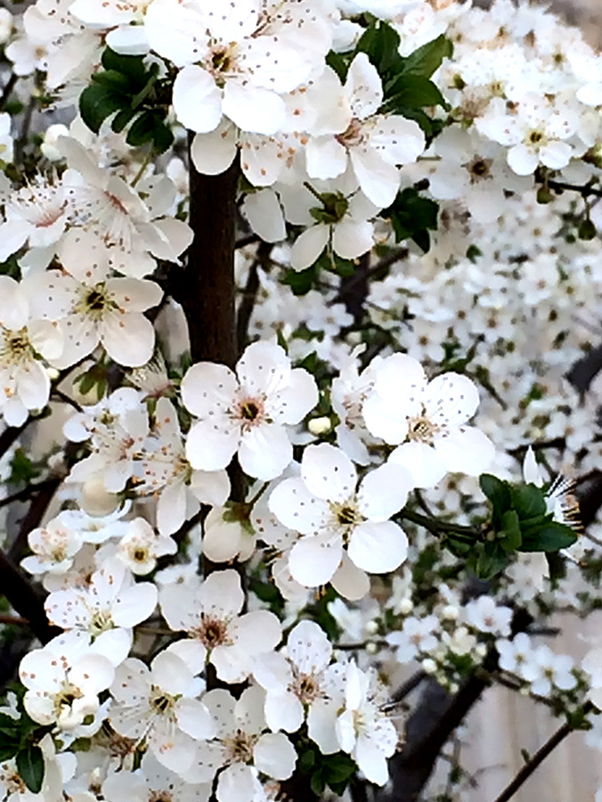 В Баку пришла весна (ФОТО)