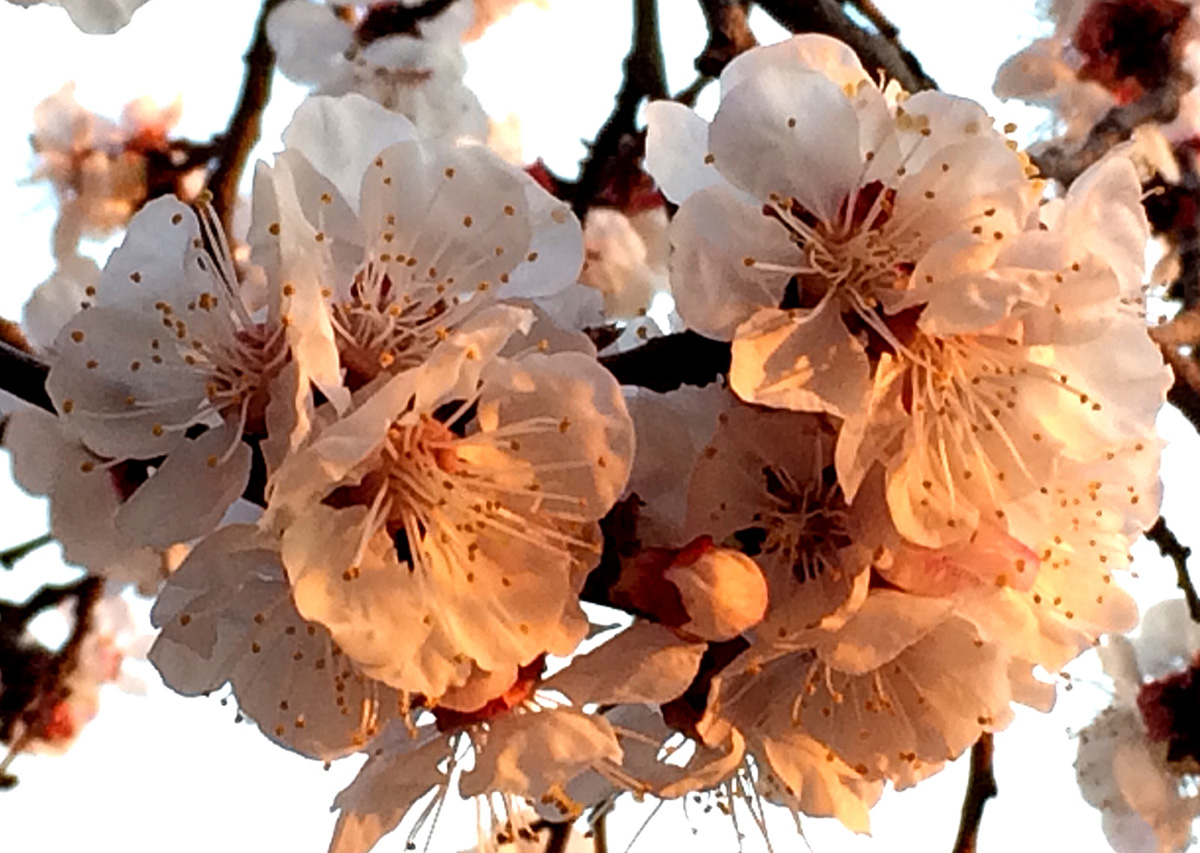 В Баку пришла весна (ФОТО)