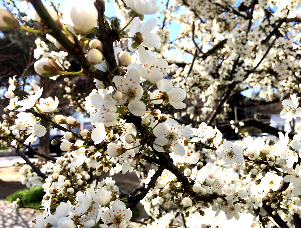 В Баку пришла весна (ФОТО)