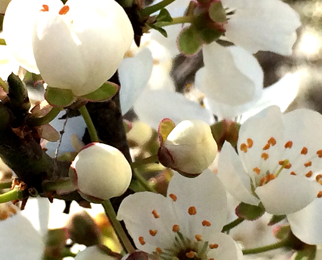 В Баку пришла весна (ФОТО)