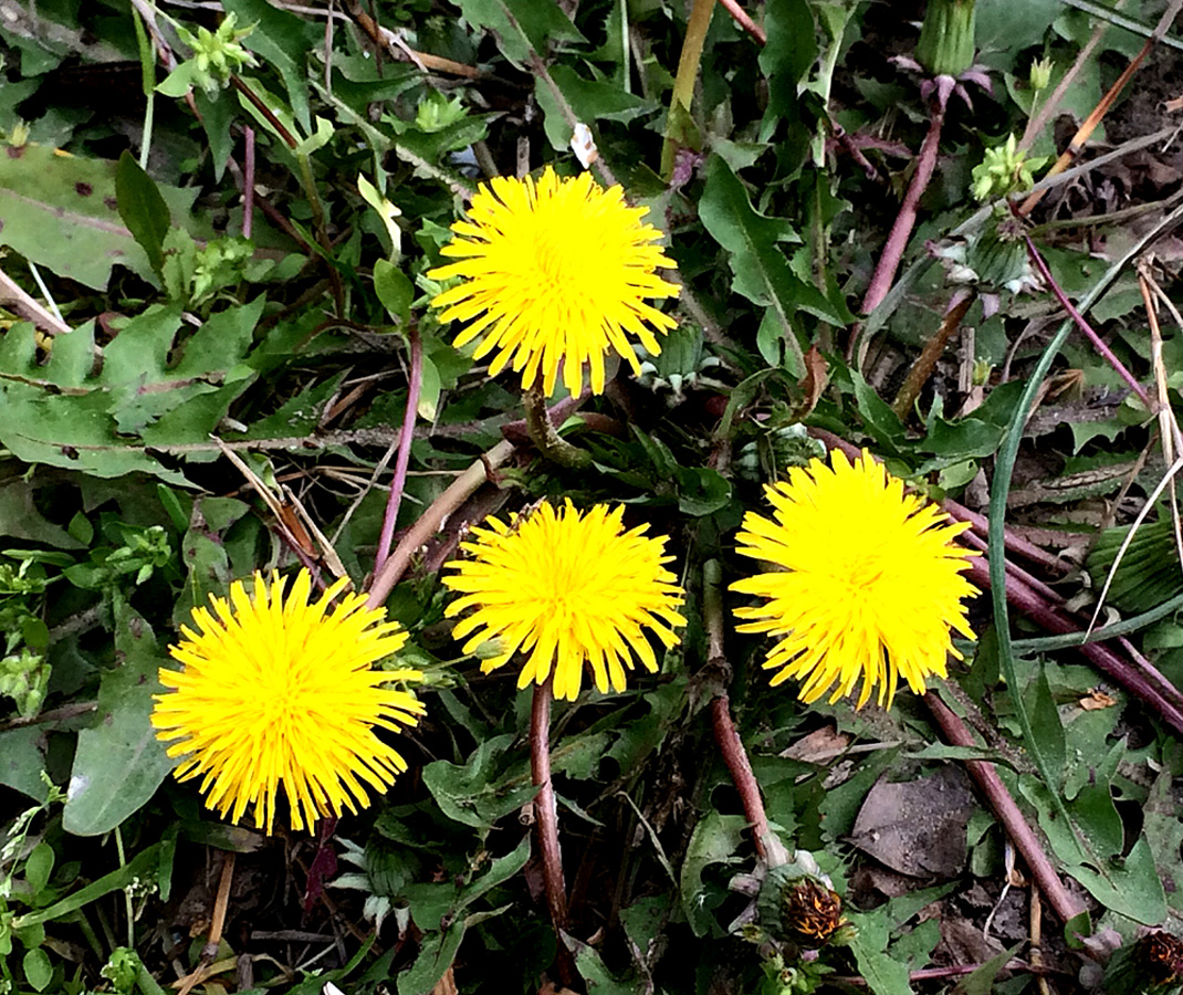 В Баку пришла весна (ФОТО)