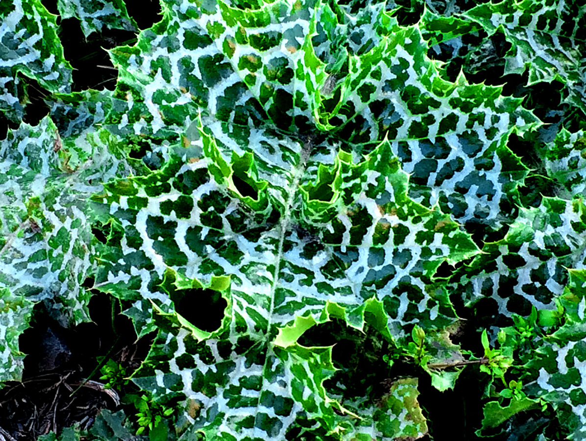 В Баку пришла весна (ФОТО)