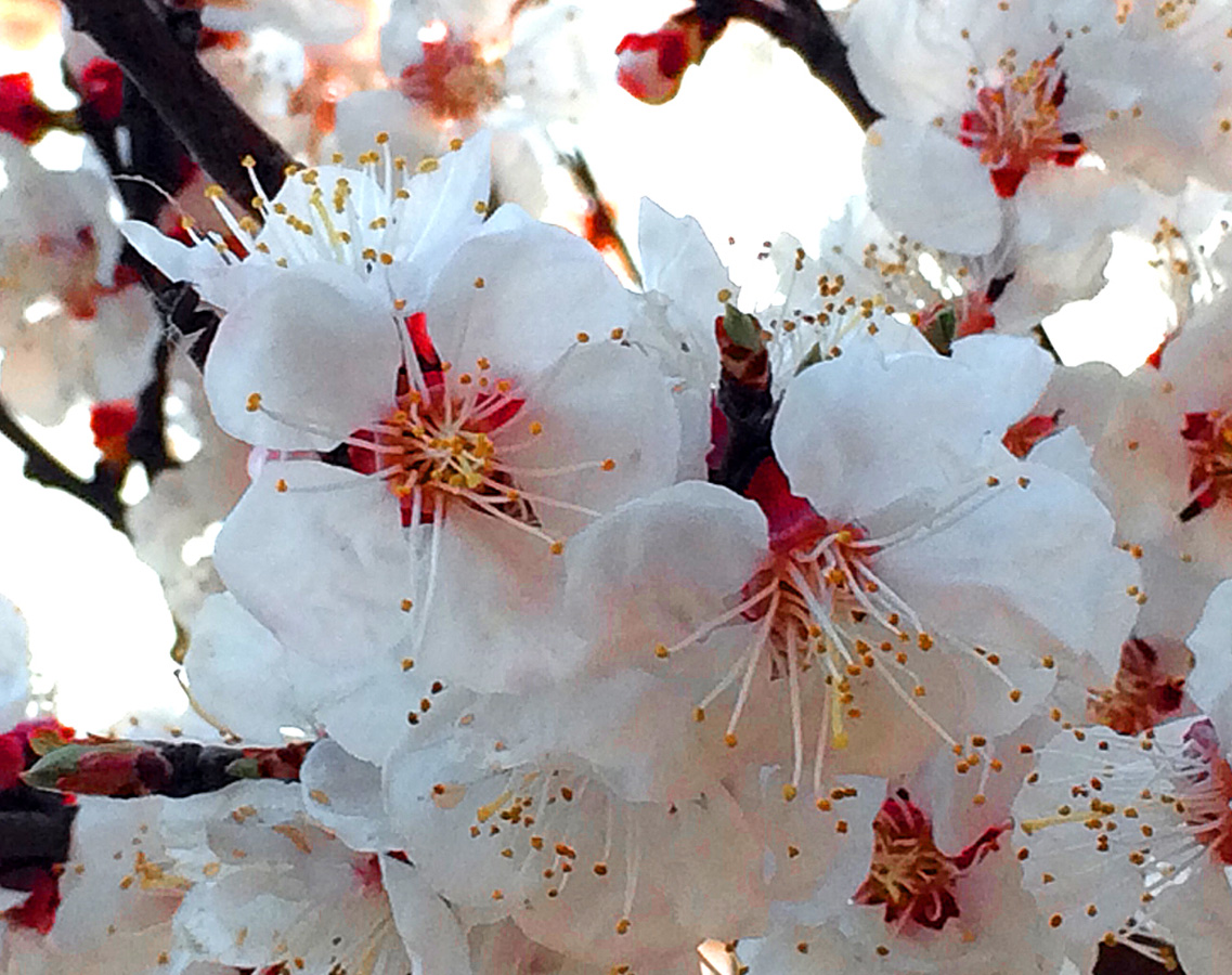 В Баку пришла весна (ФОТО)