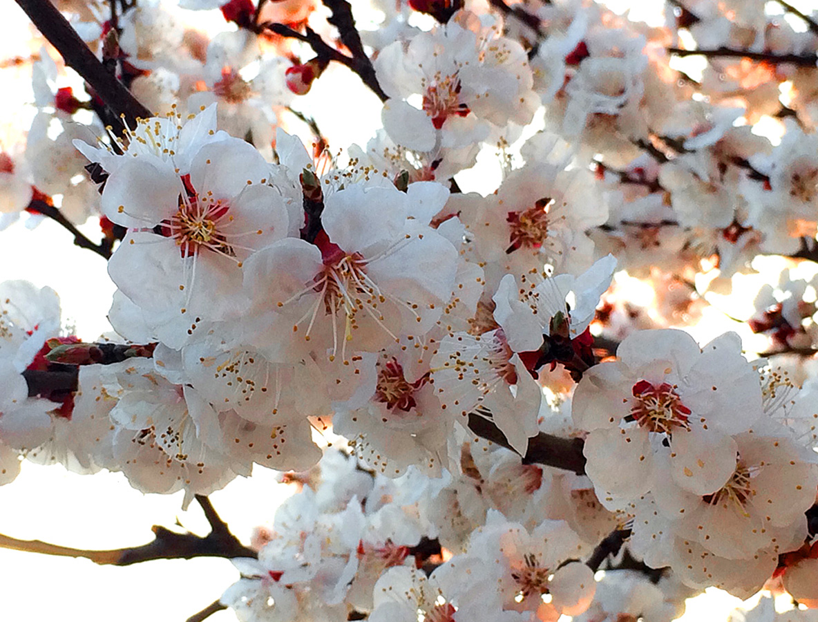 В Баку пришла весна (ФОТО)
