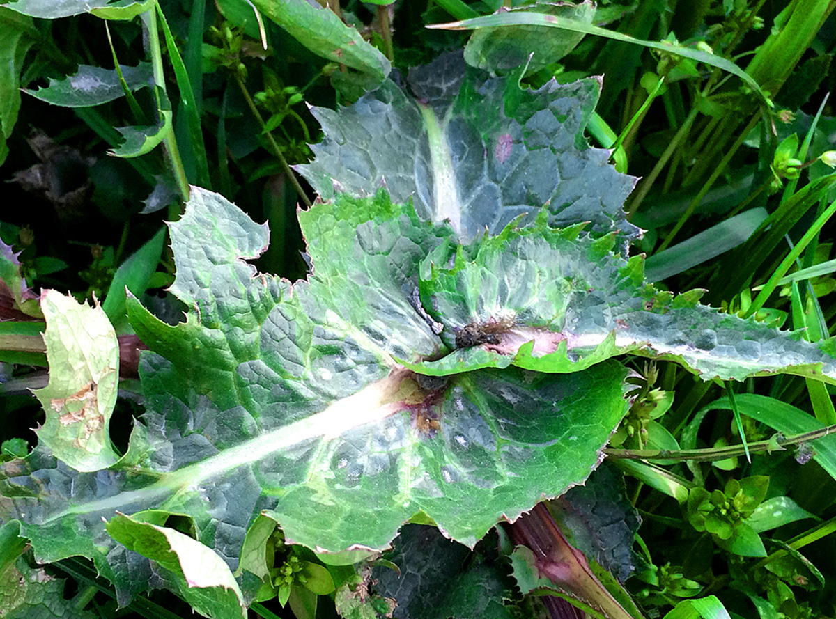 В Баку пришла весна (ФОТО)