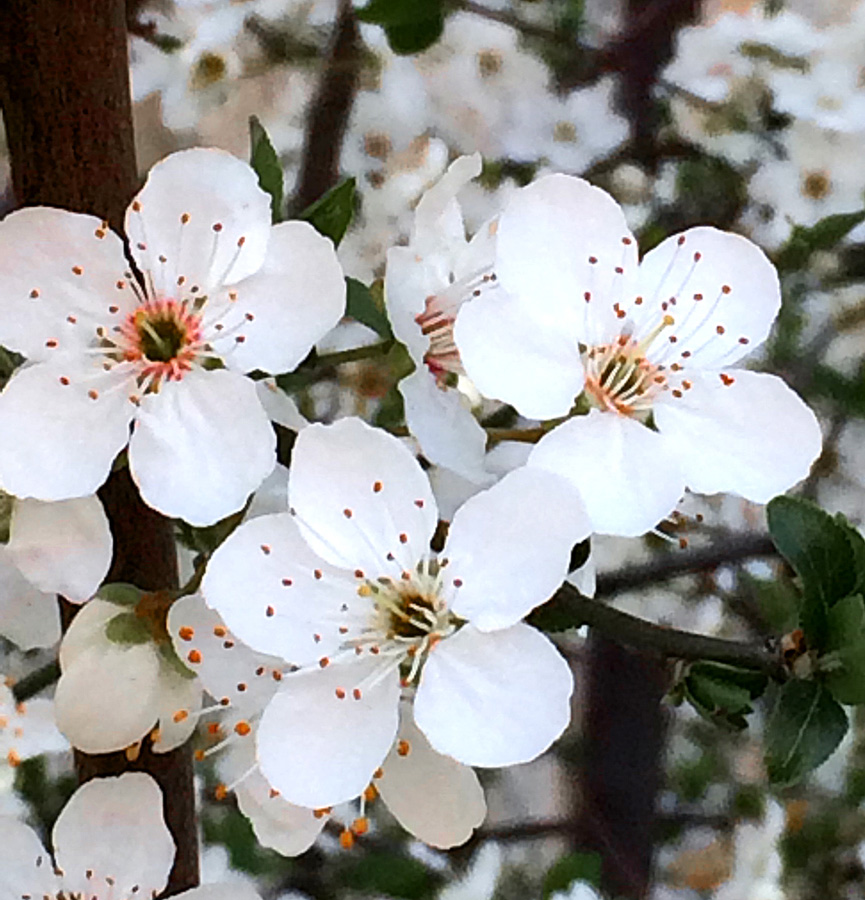 В Баку пришла весна (ФОТО)
