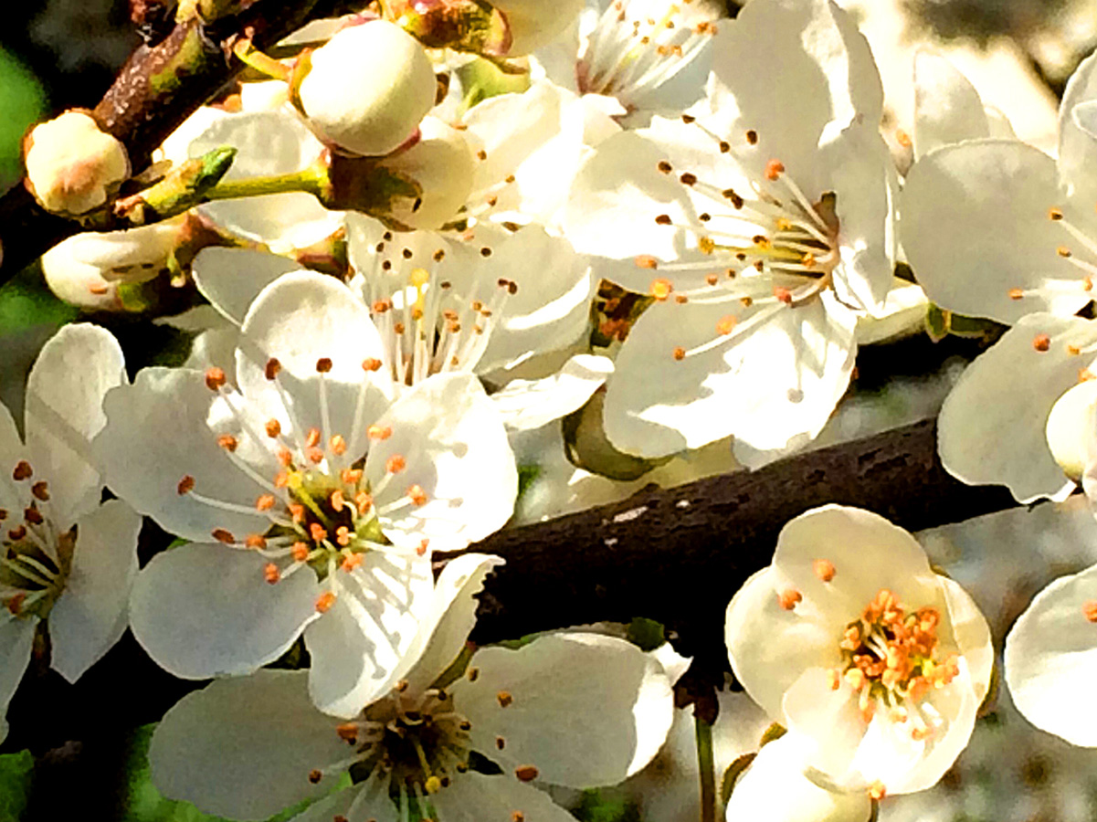 В Баку пришла весна (ФОТО)