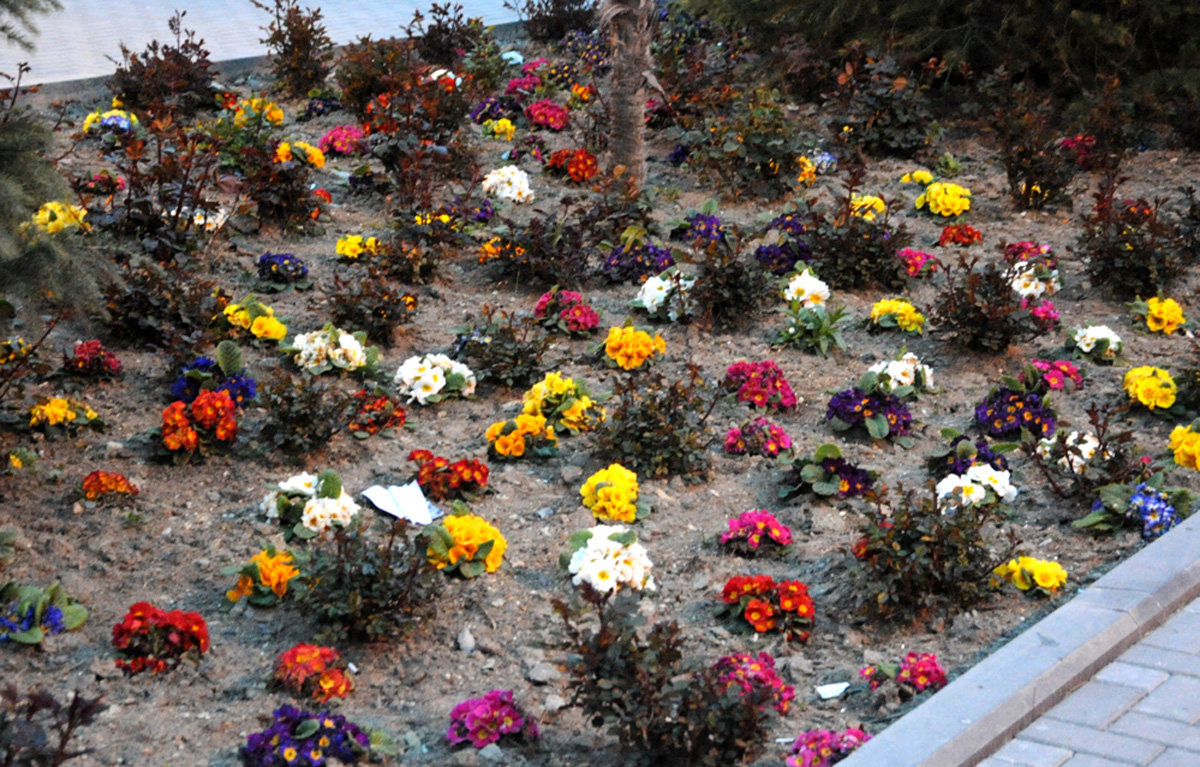 В Баку пришла весна (ФОТО)