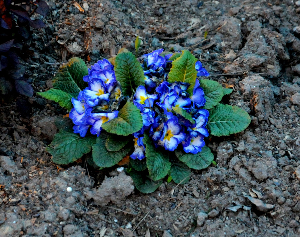 В Баку пришла весна (ФОТО)