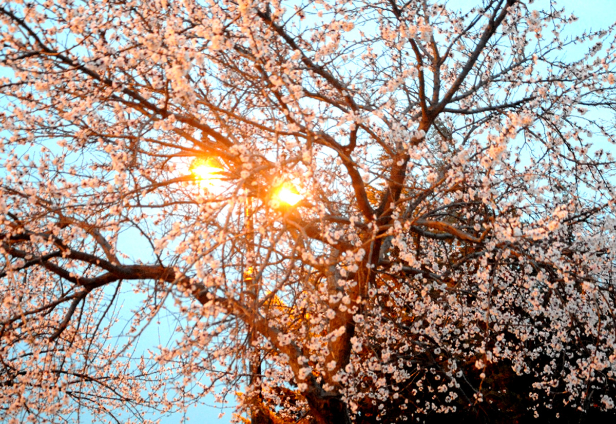 Завтра в Азербайджане ожидается до 20 градусов тепла