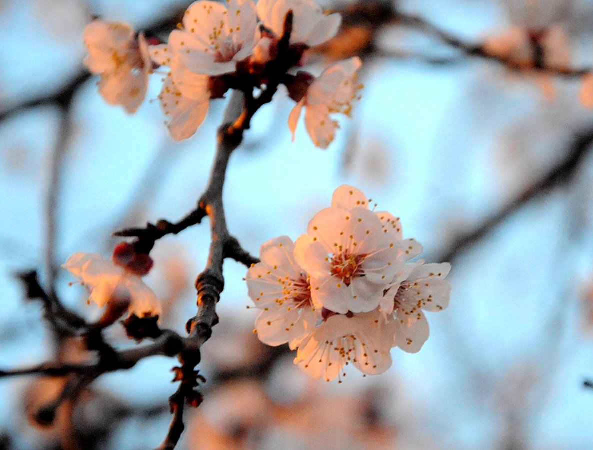 В Баку пришла весна (ФОТО)