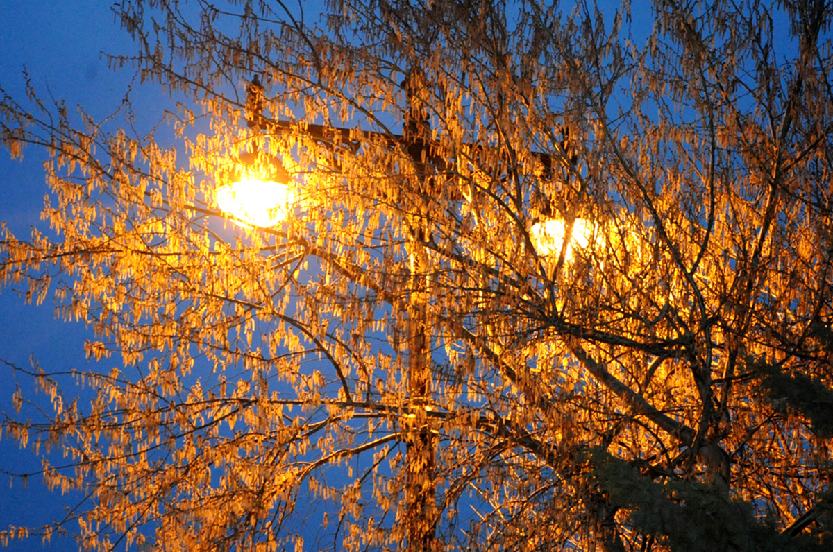 В Баку пришла весна (ФОТО)