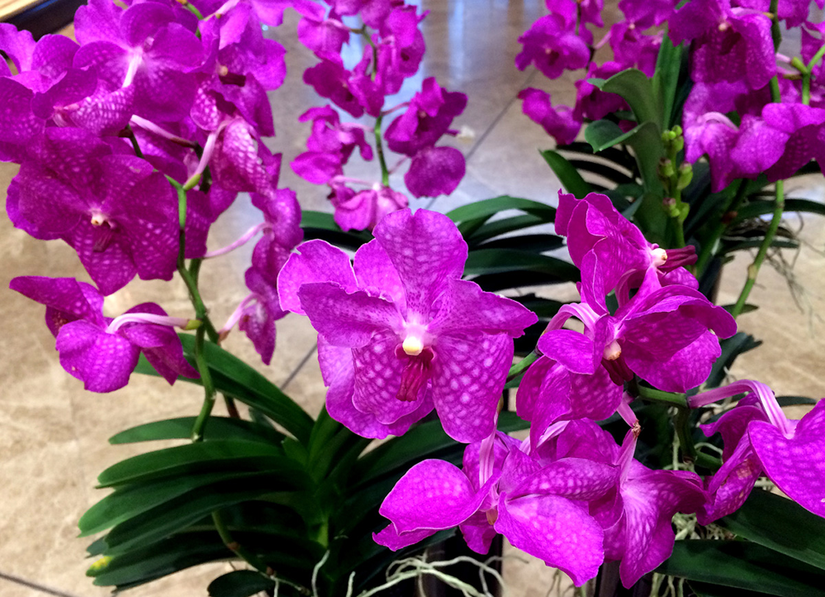 В Баку пришла весна (ФОТО)