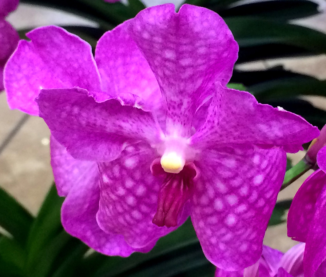 В Баку пришла весна (ФОТО)