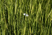 Земля пророка Ноя в преддверии Евроигр в Баку (ФОТО)