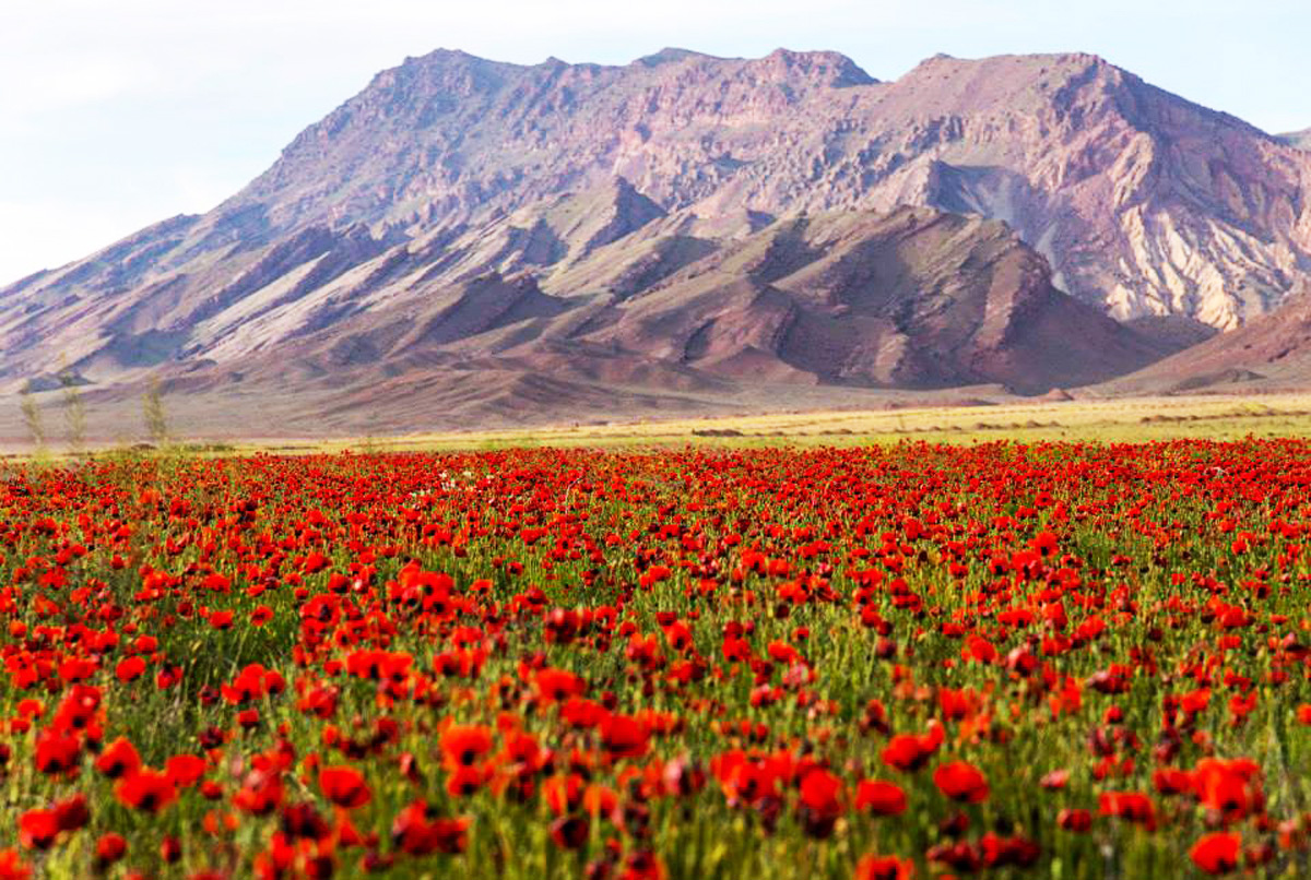 Земля пророка Ноя в преддверии Евроигр в Баку (ФОТО)