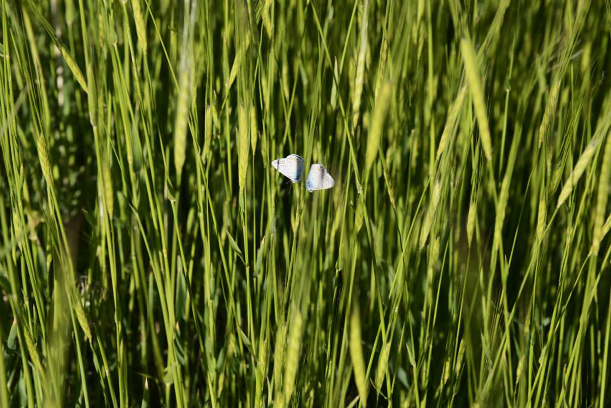 Земля пророка Ноя в преддверии Евроигр в Баку (ФОТО)