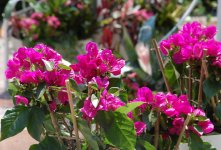 В Баку проводится Праздник цветов (ФОТО)