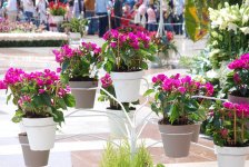 В Баку проводится Праздник цветов (ФОТО)