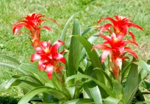 В Баку проводится Праздник цветов (ФОТО)