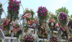 В Баку проводится Праздник цветов (ФОТО)