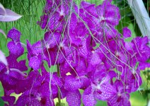 В Баку проводится Праздник цветов (ФОТО)