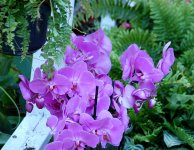 В Баку проводится Праздник цветов (ФОТО)