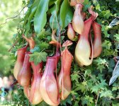 В Баку проводится Праздник цветов (ФОТО)