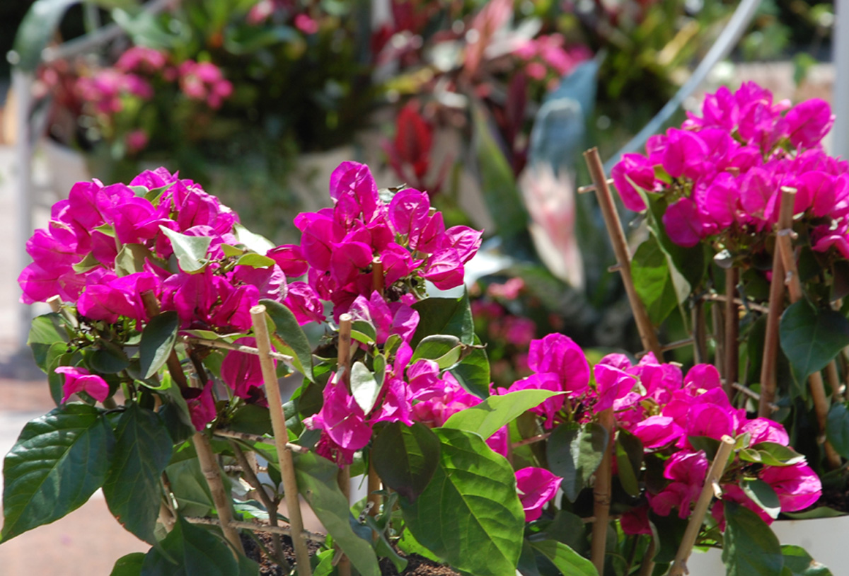 В Баку проводится Праздник цветов (ФОТО)