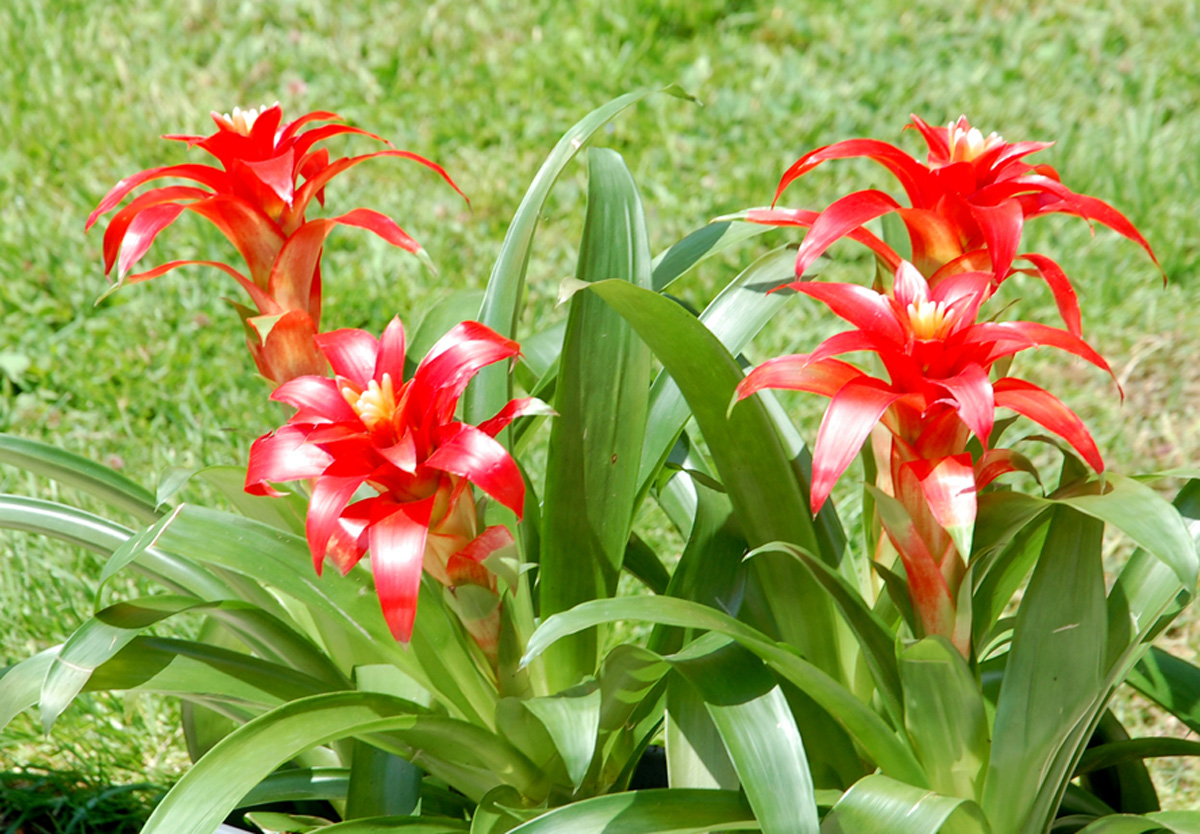 В Баку проводится Праздник цветов (ФОТО)