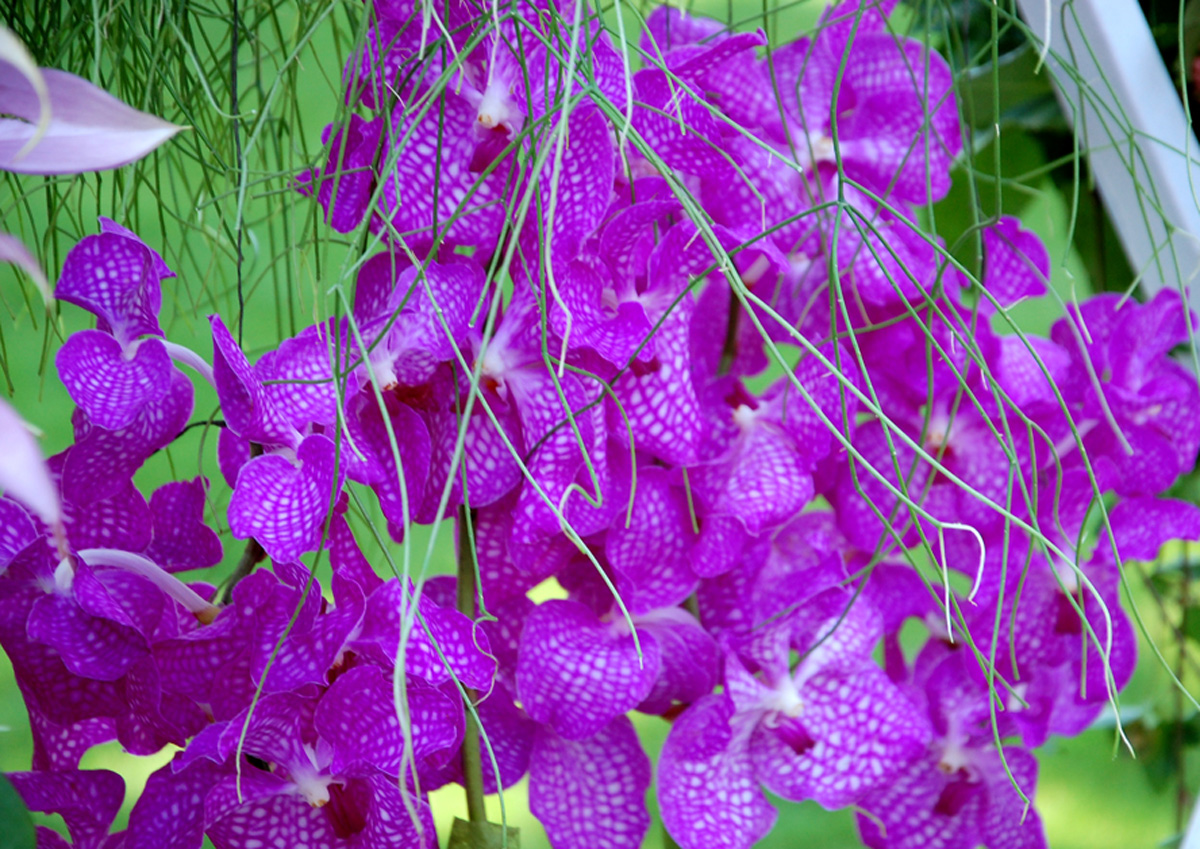 В Баку проводится Праздник цветов (ФОТО)