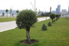 Баку-2015: Прогулка по новому бульвару White City (ФОТО)
