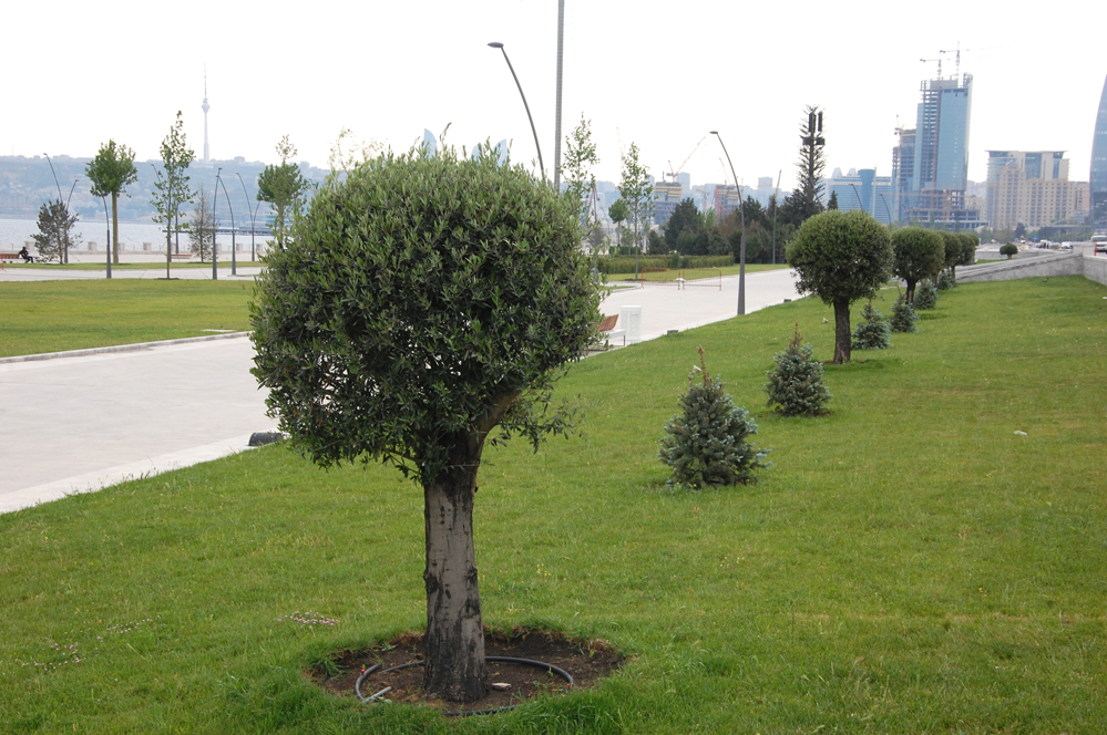 Баку-2015: Прогулка по новому бульвару White City (ФОТО)