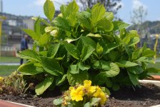 Баку-2015: Вновь о Приморском бульваре (ФОТО)