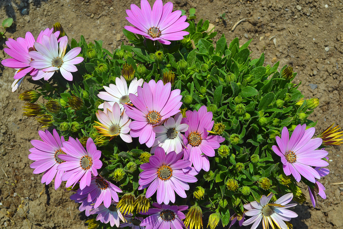 Баку-2015: Вновь о Приморском бульваре (ФОТО)