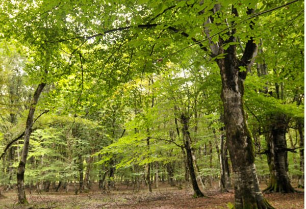 В Азербайджане вырос интерес к аренде лесных участков