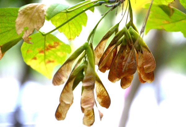 Золотая осень (ФОТО)