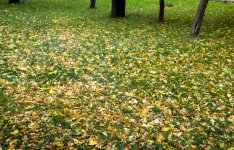 Золотая осень (ФОТО)