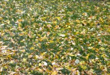 Золотая осень (ФОТО)