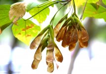 Золотая осень (ФОТО)