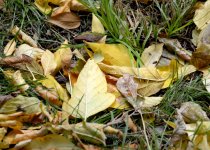 Золотая осень (ФОТО)